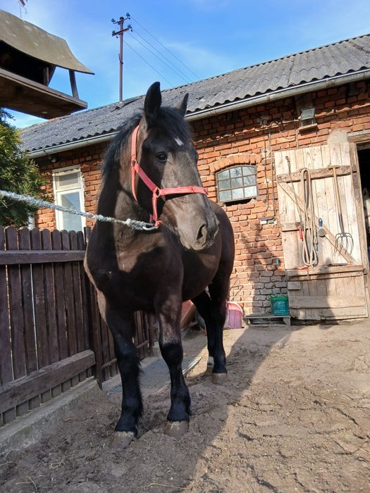 OGIEREK zmieni  stajnie