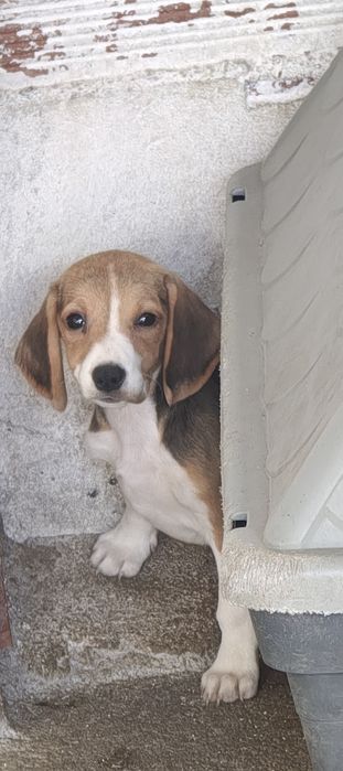 Beagle fêmea pura lindíssima Torres Vedras (São Pedro, Santiago, Santa ...