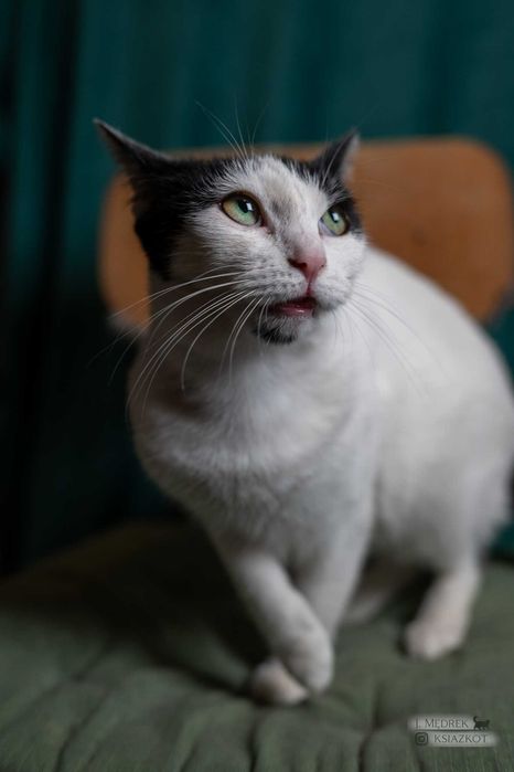 Szyja - kot przylepa do adopcji