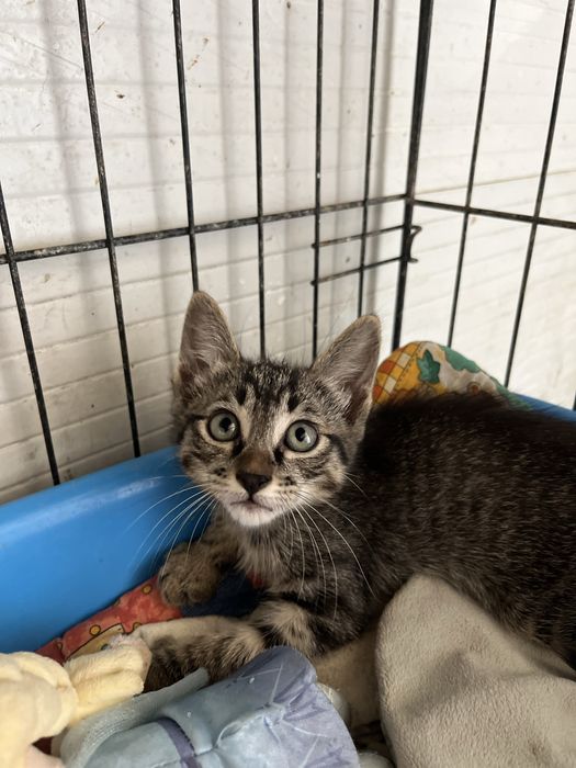 Oliver- Gatinho bebé