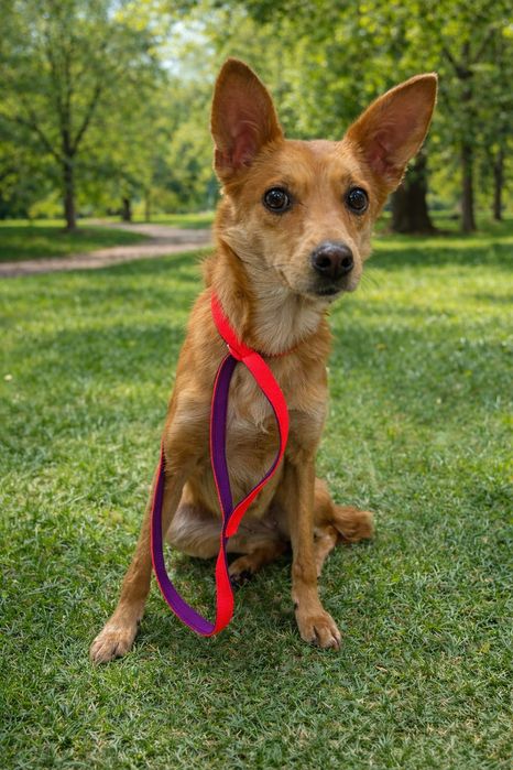 Маленькая собачка ищет семью