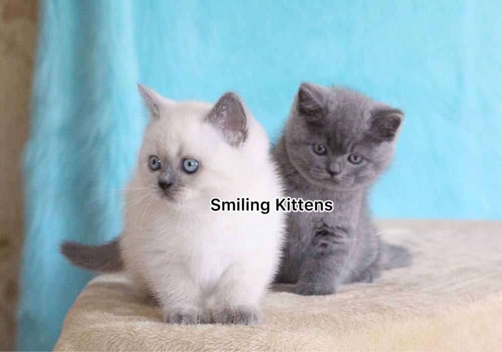 Такі милі, як пташенята