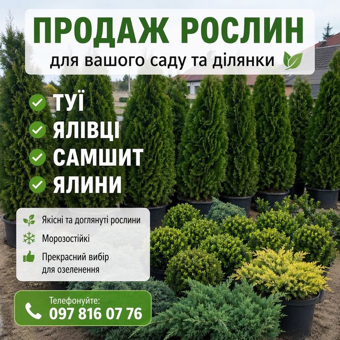 Туя Самшит Ялини Ялівці Декоративні рослиниВеликий асортимент.Доставка