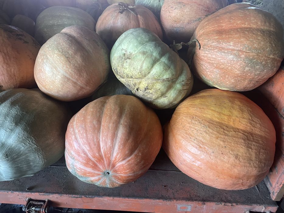 Abóboras de várias variedades