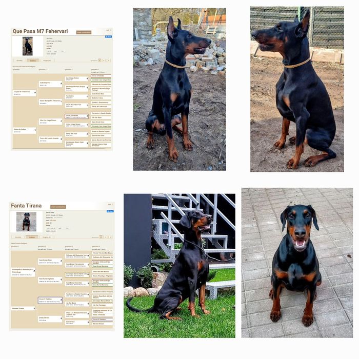 Doberman wyjątkowe szczenię z Neverland Ranch Kennel line FCI