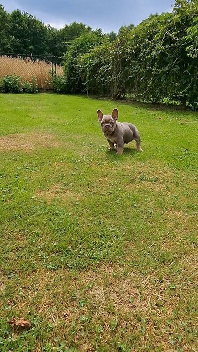 Isabella tan Buldog francuski
