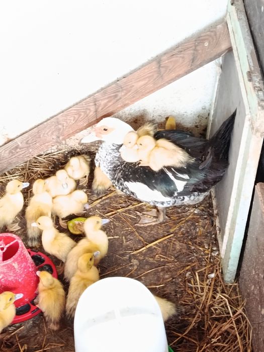Patos pequenos  e pata mãe para venda