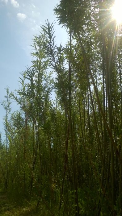 Енергетична верба та тополя 10 сортів