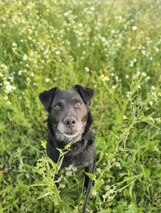 Piękny Czarny pies szuka domu