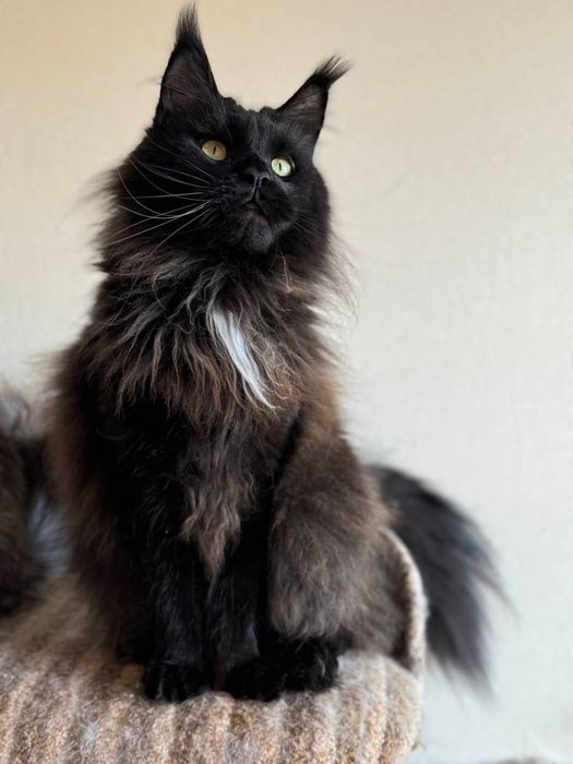 Дівчинка мейн кун в розведення