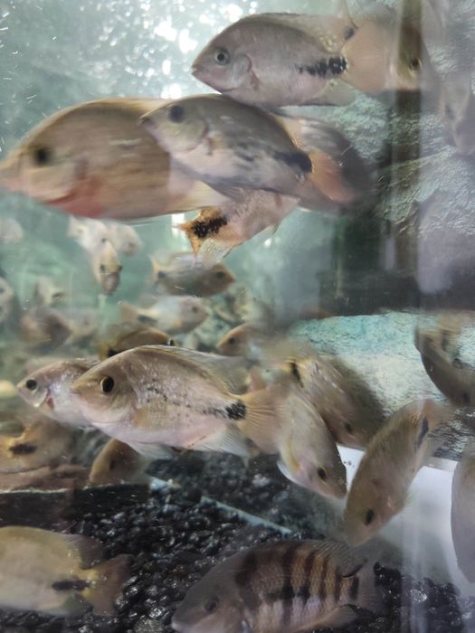 Ryba pielęgnica wielobarwna akwarium sprzedam