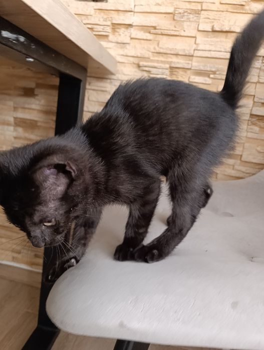 Котик 2,5 місяці шукає дім