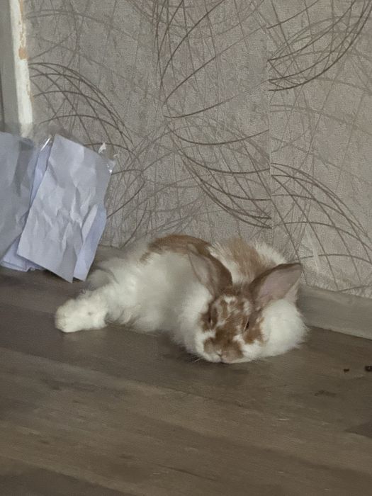 Кролик к лучшим людям