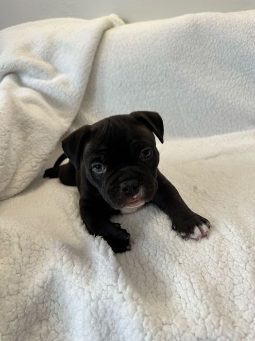 Piesek American Bully Pocket