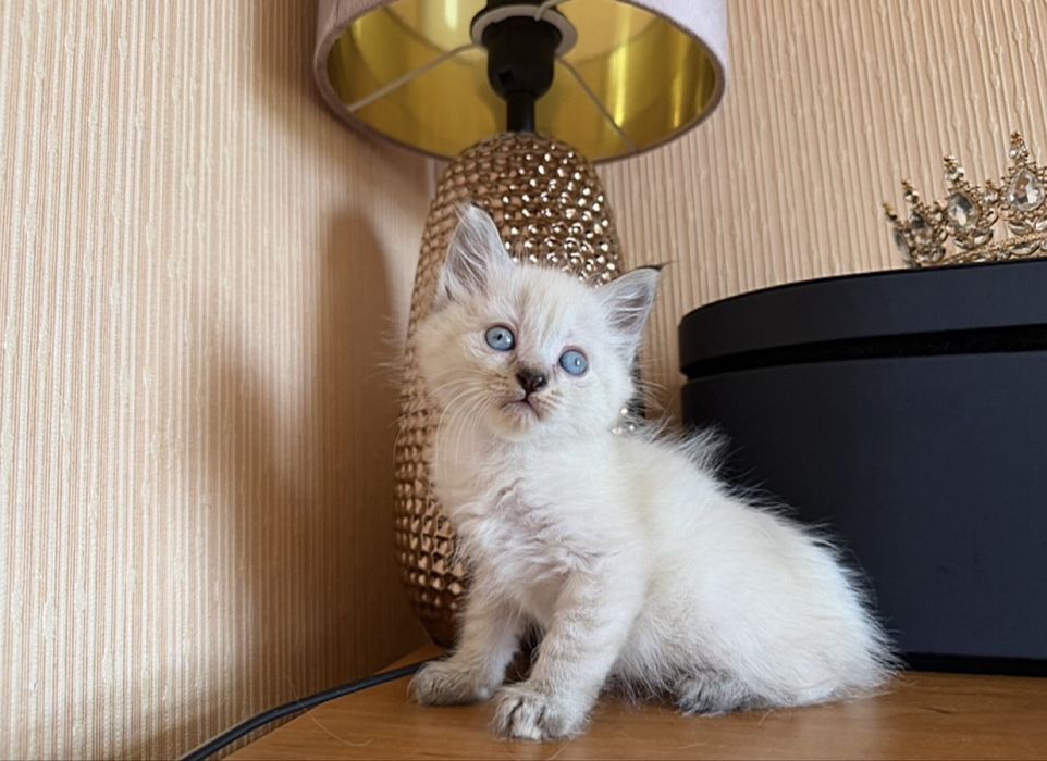 Уровень милоты тут зашкаливает )