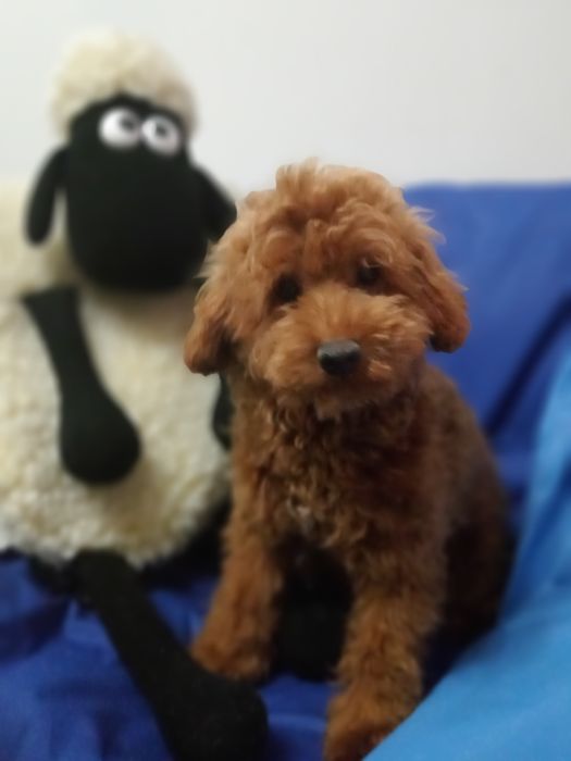 Мальтіпу F2 дівчинка