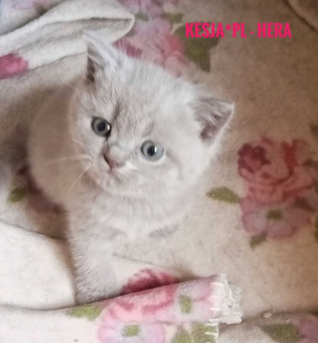 Kotka brytyjska liliowa rodowód FPL