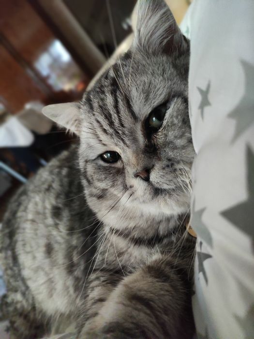 Кіт. Вязка. Шотландський прямовухий