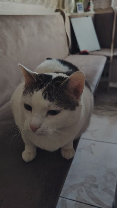 Шукаємо люблячі руки для кішки!