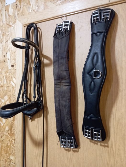 Sela/ Selim de ensino lexhis kll completo com cabeçada