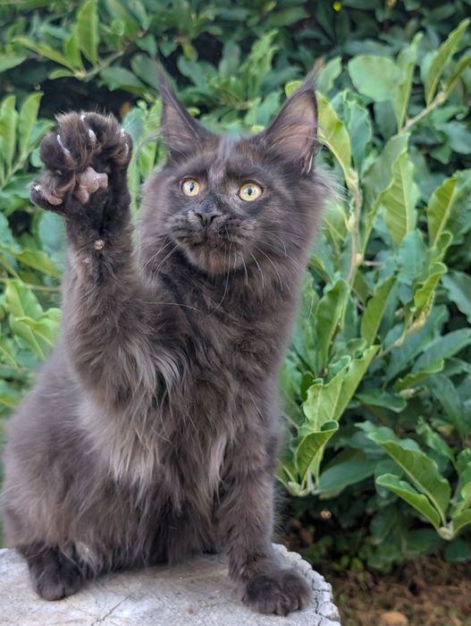 Adopcja płatna Czarny kocurek Iwo Maine Coon Zapraszamy
