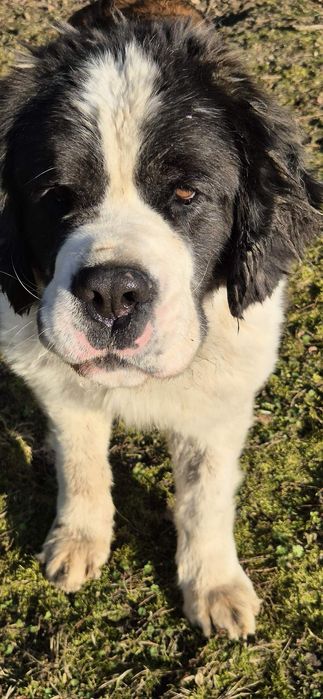 Piesek około 3 lata