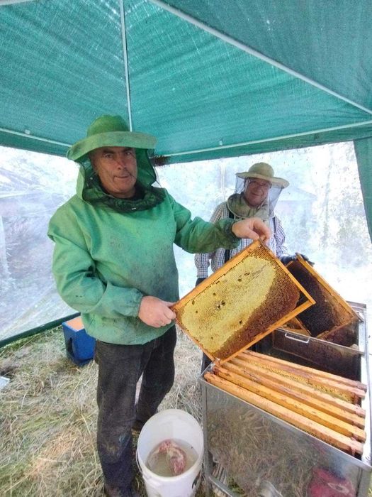 Продам липовий мед
