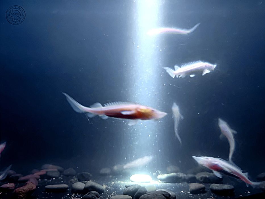 Осетр мальок стерлядь альбінос