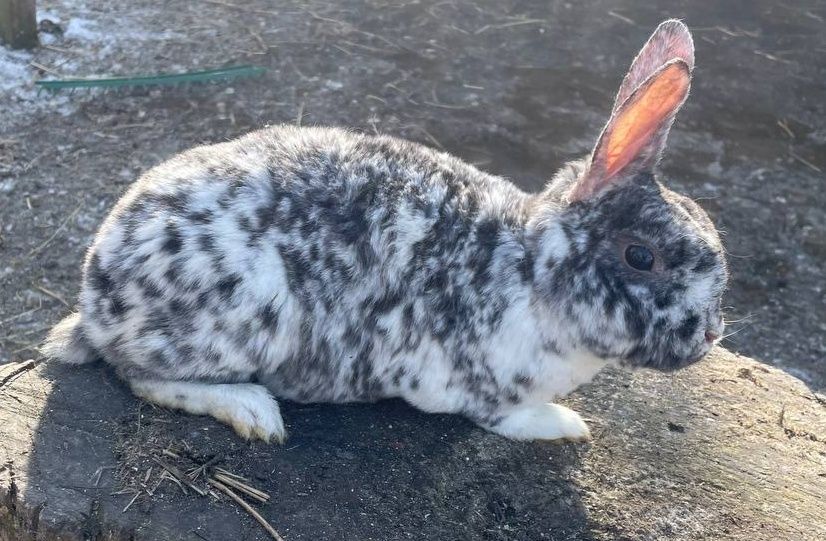Кролики Рекс в окрасі гепард
