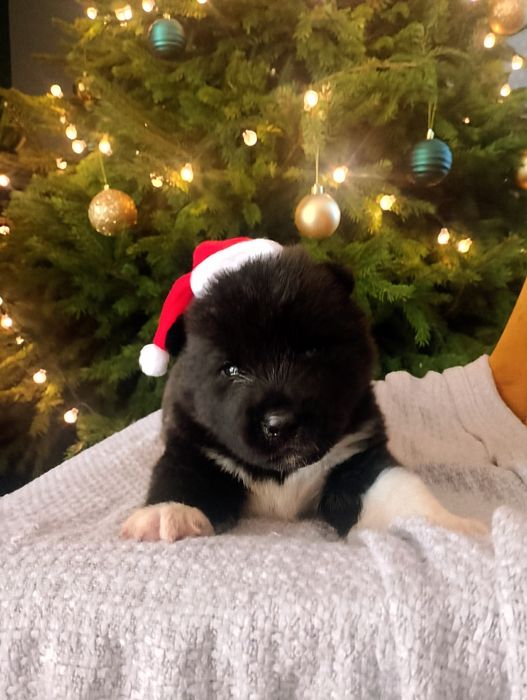 Szczeniak Akita Amerykańska - pochodzenie FCI