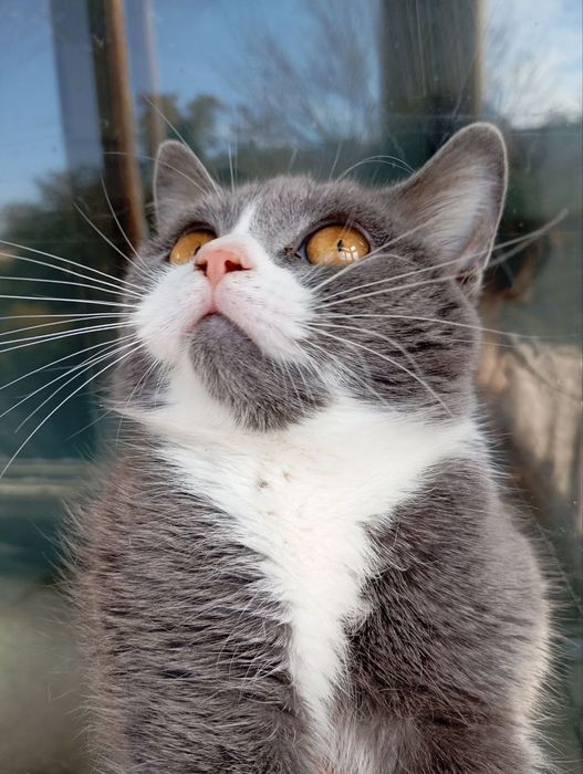 Стерилизованная котёнок-подросток метис британки ищет дом! Котята в хо