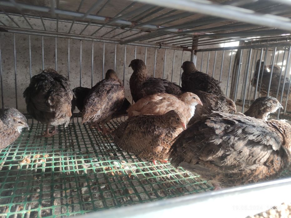 Jajka lęgowe przepiórcze japońska