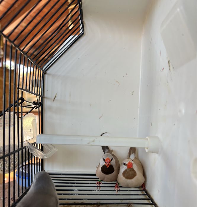 Babetes para troca/cedência