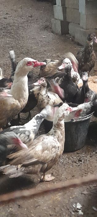 Продам индоуток на племя