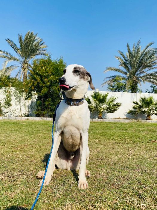 Patches, wierny towarzysz dla aktywnej rodziny