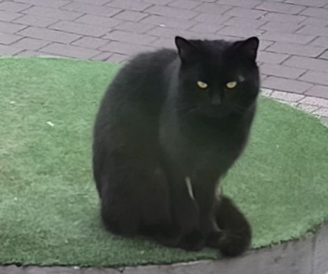 Ten kocurek potrzebuje domku