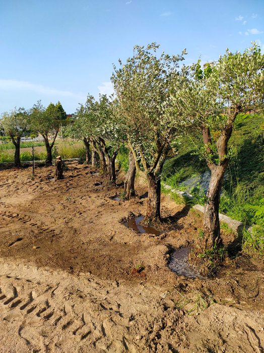 Oliveiras para venda