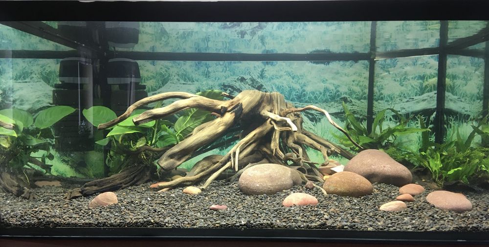 Akwarium nietypowe