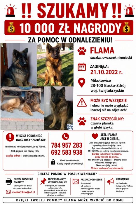Zaginęła suczka owczarek niemiecki Flama wysoka nagroda