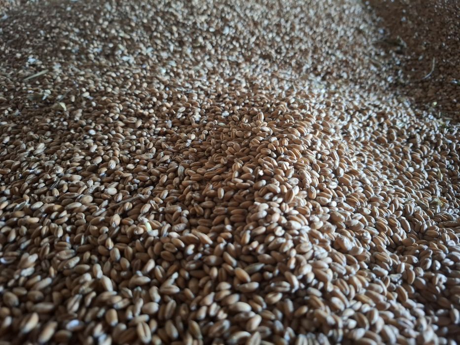 Pszenica ozima Bataja