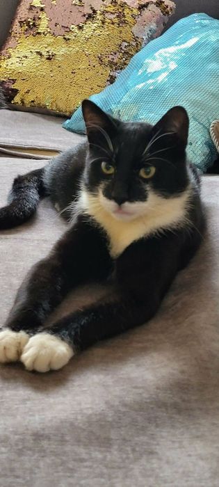 Pieknÿ kocur Feluś do adopcji!