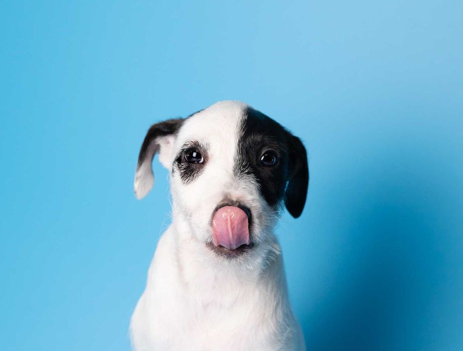 Parson Russell Terrier - samczyk ZKwP/FCI