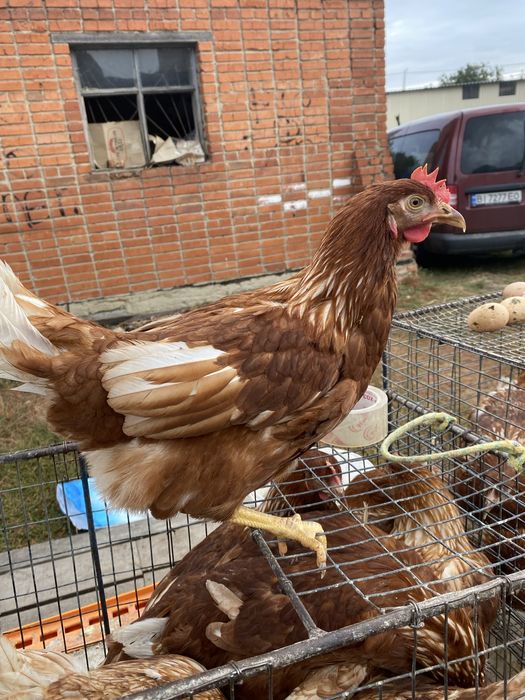Молоді кури ЛОМАН -БРАУН