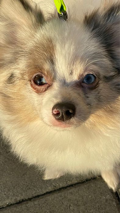 Голубоглазый шпиц. Вязка. Мерль. Мерле. Мрамор