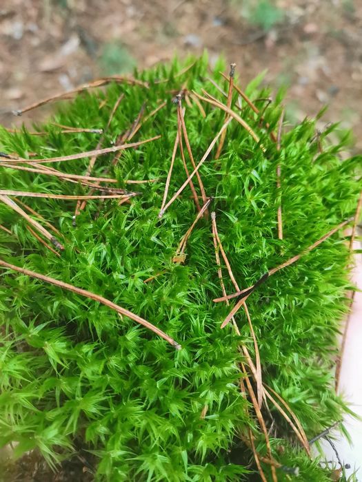 Живий, свіжий лісовий мох для равликів,черепах,домашніх тварин,для дек