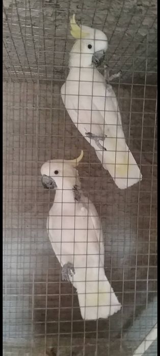 Catatuas Grande Eleonoras