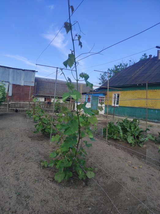 Продається будинок в с. Білокоровичі — 35 соток землі, плодовий сад