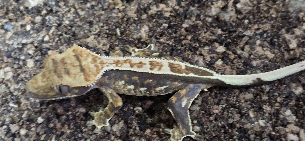 Mlode gekony orzesione jaszczurka