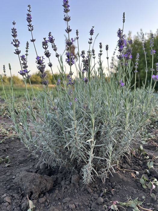 Лаванда Англійська 50 грн.