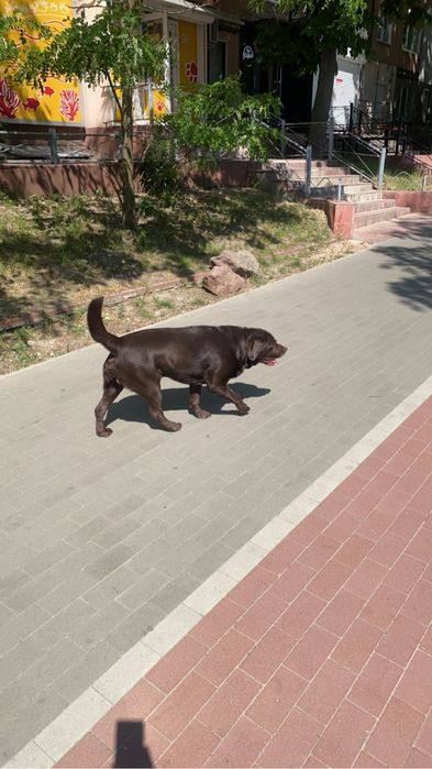 Шоколадный мужчинка в самом рассвете сил ищет невесту